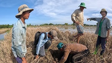 Trở lại tìm con Rắn to, bắt được 5 con Rắn về xào xã ăn cơm | ngàn cá gò công #115