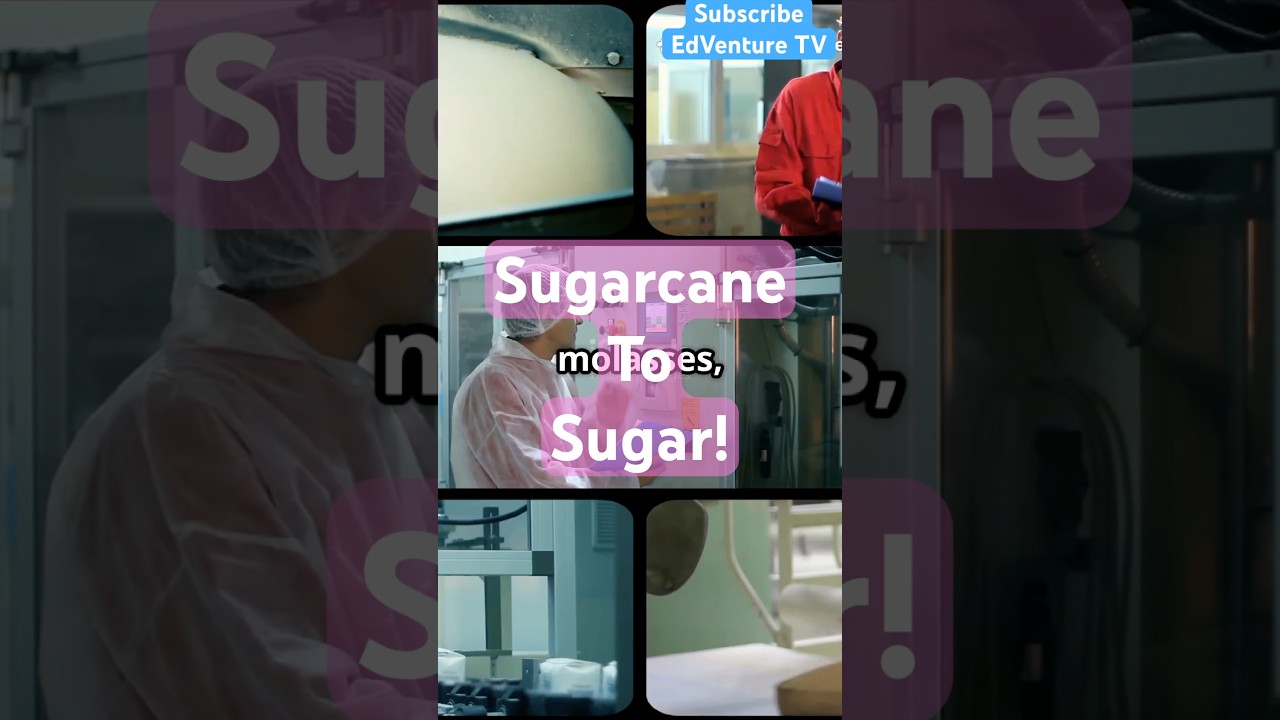 🌱 From Sugarcane to Sugar | How Sugar is Made 🏭#youtubeshorts