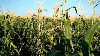Сахарная кукуруза Аркон f1 - новый испанский гибрид кукурузы 