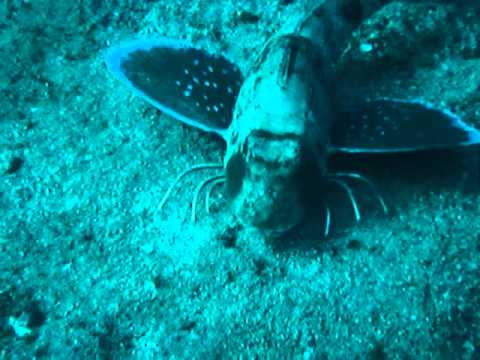 ホウボウの足 Red Gurnard Youtube