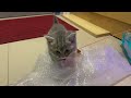 「Cat TV【猫が喜ぶ映像】私の家族: QQ&BB猫、毎日幸せ 。my family: QQ&BBcat,happy every day.」的副本