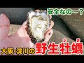 大阪・淀川の野生のカキは驚くほどに濃厚で美味