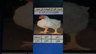 اسعار الفراخ البيضاء في مصر يوم الثلاثاء 28-11-2023