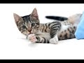 2 Hours of Cats Purring! GUARANTEED to relax your Cat or Kitten- For sleep