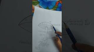difference between edible mushroom and poisonous mushroom 🍄
