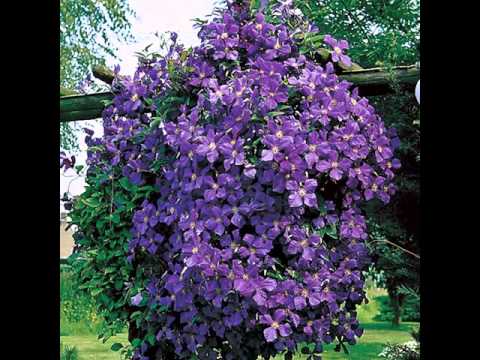 AMAZING COLORFUL CLIMBING SPRING FLOWERS