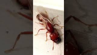 Watch How My Fire Ant Colony Grows