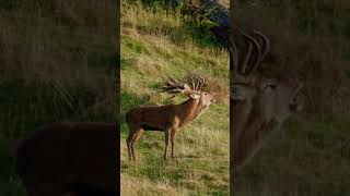 Stalking a Massive Crowned Red Stag #deerhunting #hunting #buckhunting #archery #hunter #redstag