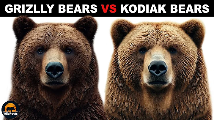 What Is The Difference Between Kodiak Bears And Grizzly Bears?