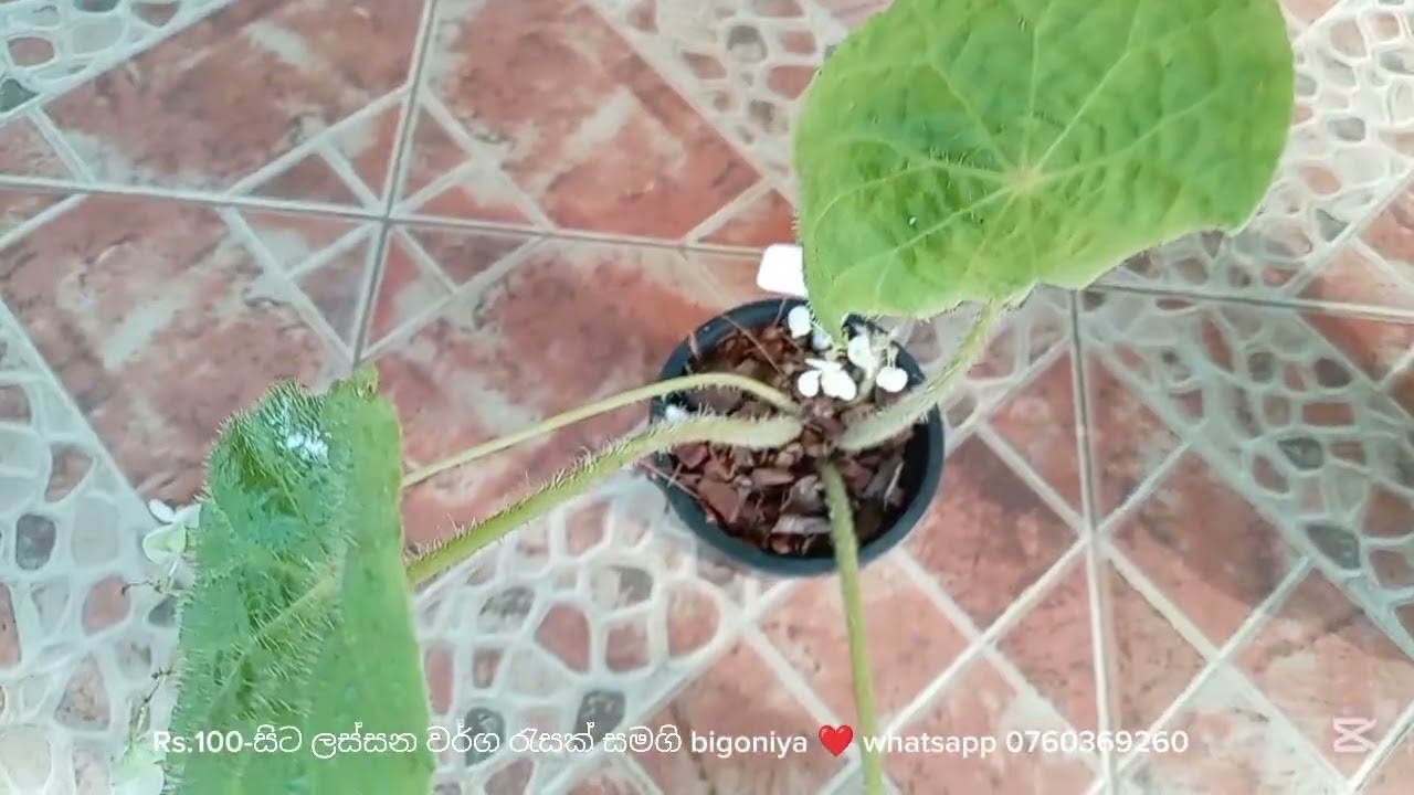 21-sale #bigoniya# ❤️ Rs.100/= සිට වර්ග රැසක් මිල දී ගැනීමට 0760369260 අමතන්න ❤️