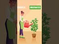How to Avoid Overwatering Your Cannabis Plants