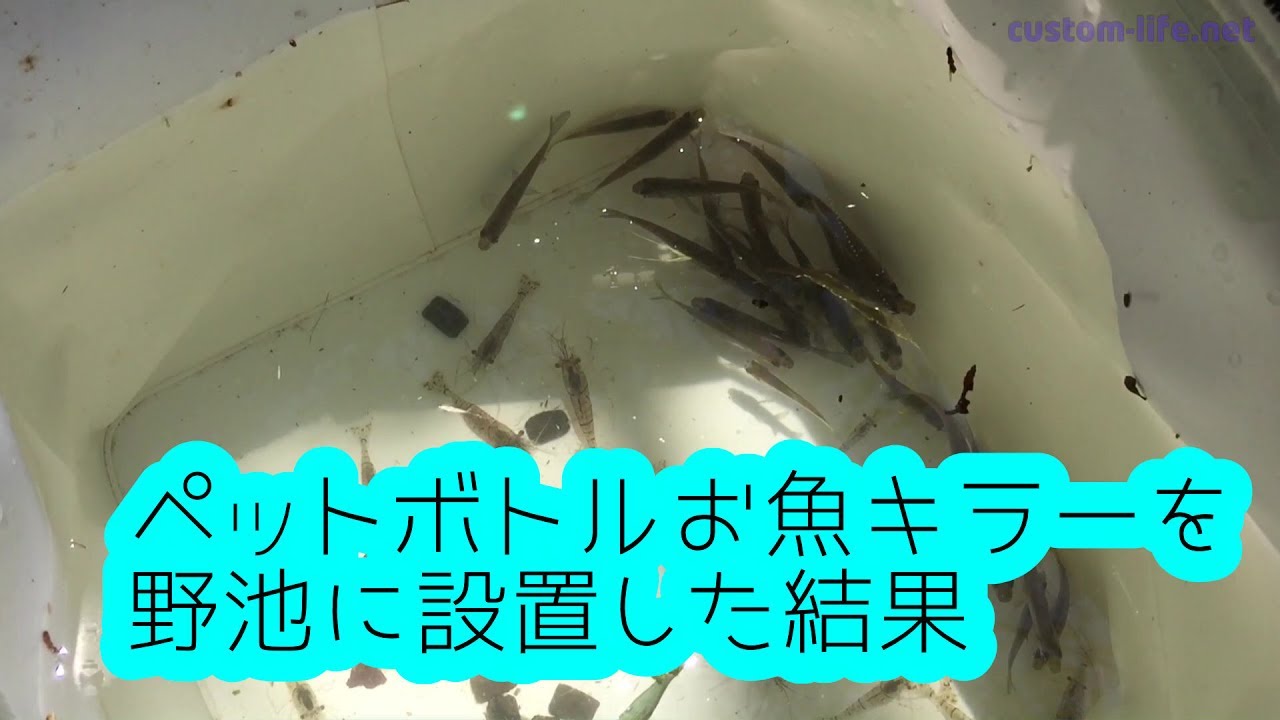 自作お魚キラー設置結果 Pet Bottle Fish Trap Youtube