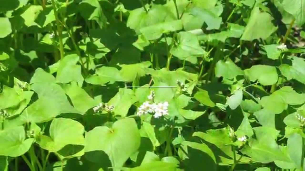 How to grow cover crops