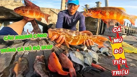 CÂU CÁ KIẾM TIỀN TRIỆU MỖI NGÀY ! Nhờ Câu Loại Cá Giá Trị Trong Rạng San Hô ! Quá May Mắn