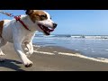 【100本目記念】はじめての海！波打ち際を笑顔で走る！ジャックラッセルテリア【なのは】