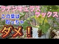 ラックスその葉は残して【ラナンキュラス】【ガーデニング】【生産者】【園芸のぶチャンネル】