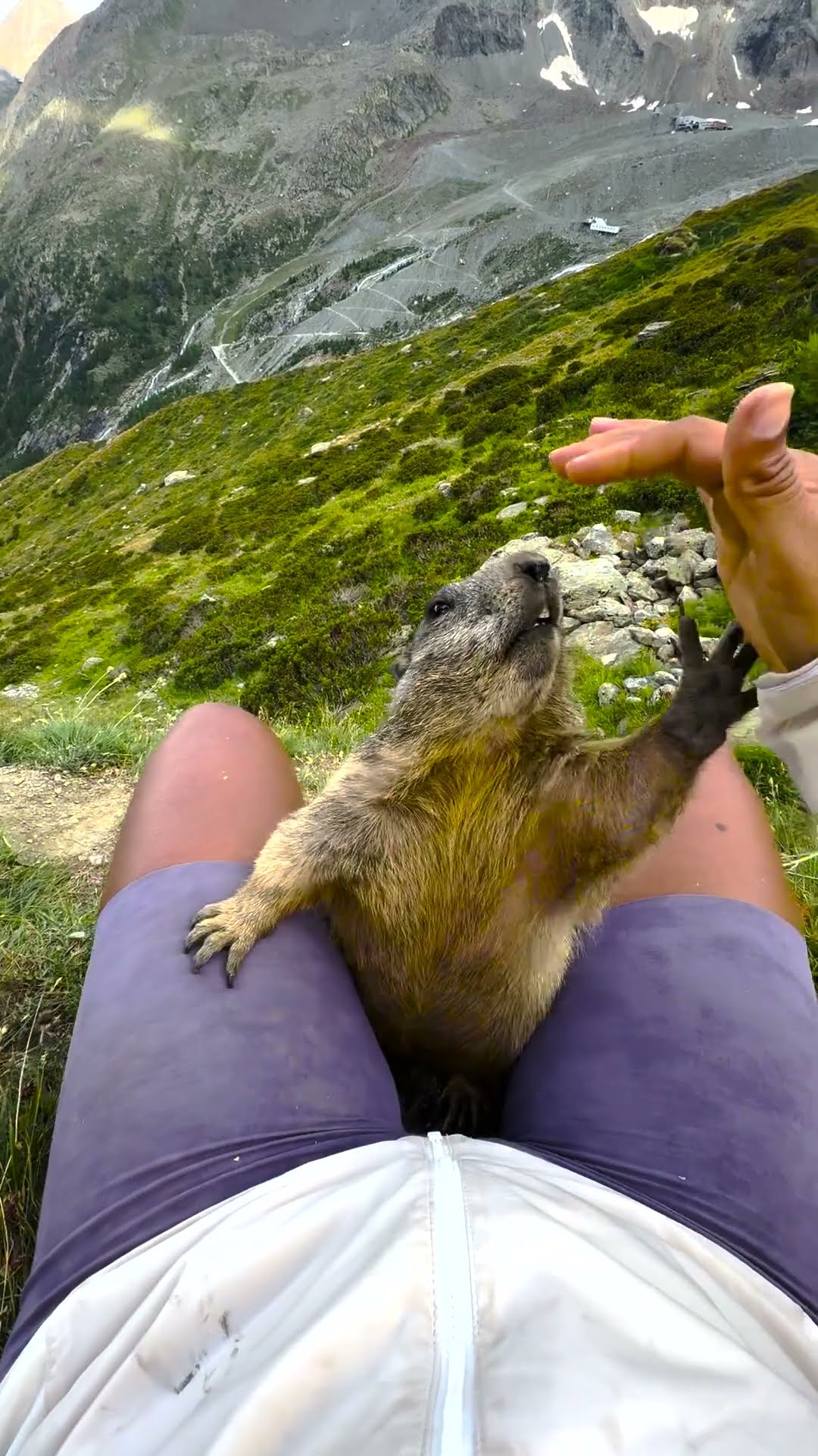 Wild Marmot Climbs Swiss Mountain Hiker || ViralHog