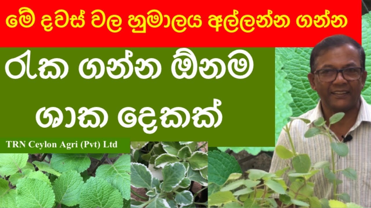 Kapparawalliya & Iriweriya  | ගෙදරක හිටවගන්නම ඕන ඔසු පැල | කප්පරවල්ලිය සහ ඉරිවේරිය| Episode 69