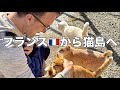 フランス人が日本の猫島に行ったら衝撃だった！