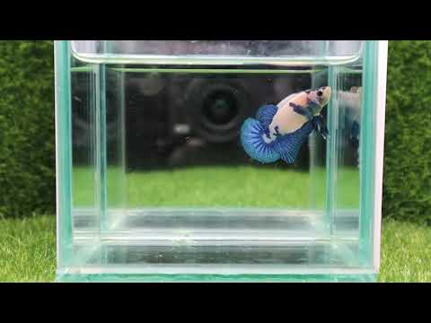 [80_A3]Live Betta Fish High Quality Male Blue  Marble Plakat 📸Video Included📸