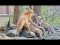 Fox Kits Following Their Mom to Nurse