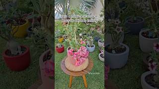 Rosa do deserto Infinity, fala sério, é uma perfeição! E aí, o que você achou? Deixa nos comentários