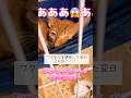 【みかんちゃんの忘れ形見】ワクチン接種翌日の子猫じんたんが副作用か、ウイルス再発かでえらいことになってて慌てて病院へ!!!!