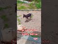 هههه القط والكلابة عاملين مصارعة الحرة ههه شجعهم بلايك الإخوان ههه المغرب كوميديات ضحك اكسبلور هههه القط والكلابة عاملين مصارعة الحرة ههه شجعهم بلايك الإخوان ههه المغرب كوميديات ضحك اكسبلور