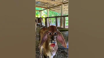 أنا أسمى حمار Donkey Funny Explore Cute Shorts 