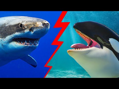 Video: Chi è più forte: uno squalo o un'orca assassina? Chi vincerà la battaglia?