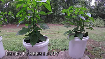 Kolik rostlinek papriky se vejde do kbelíku o objemu 5 galonů?