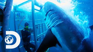 Top 5 Shark Moments with Andy Casagrande | Shark Week