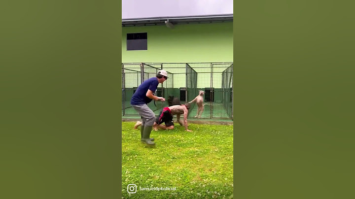 ELE ENCAROU PITBULL AGRESSIVO