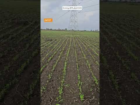 js2117 soybean after 10day's #shortsvideo #farming #shorts