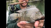World Record Rio Grande Cichlid Youtube