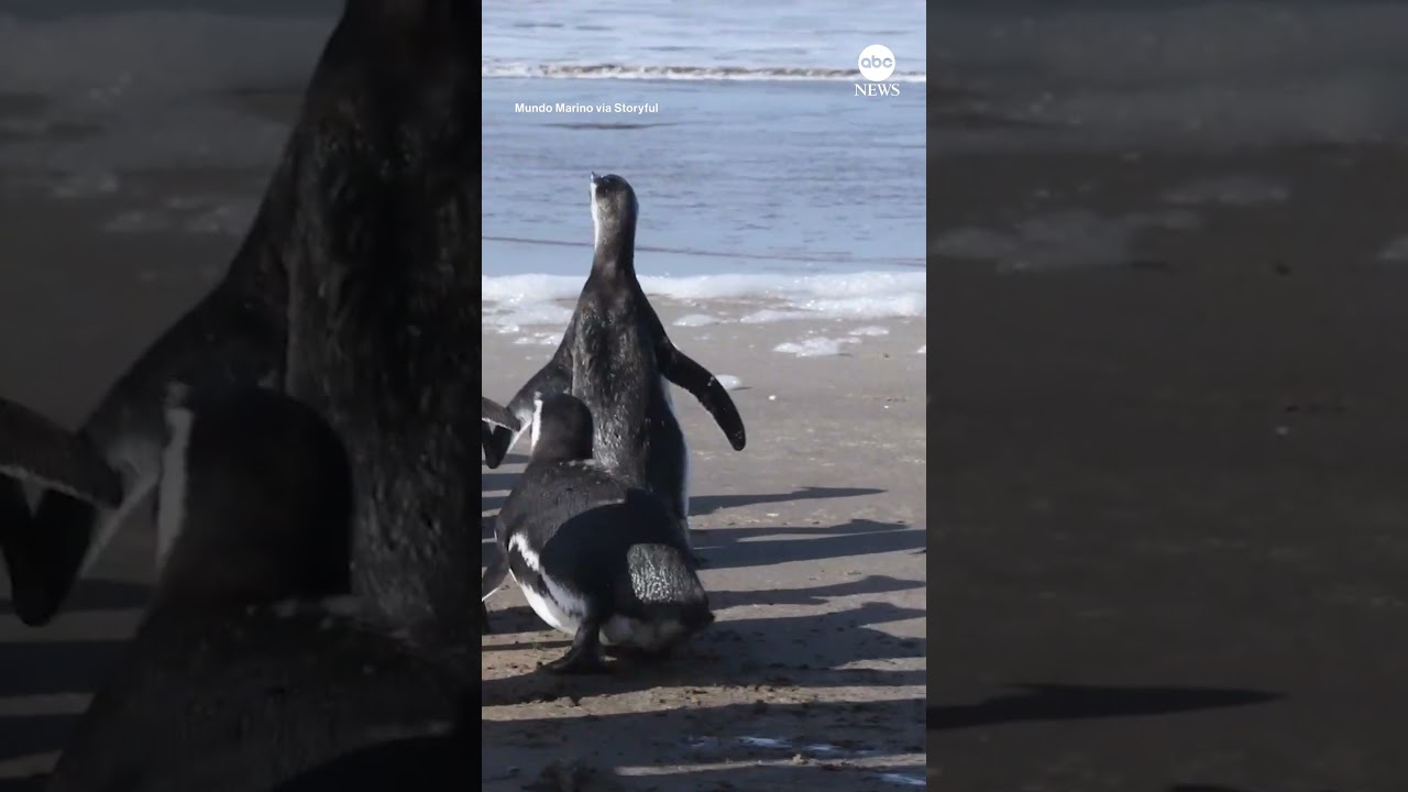 Penguins released back into ocean after rehabilitation | ABC News