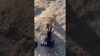 Juvenile meerkat investigates my camera