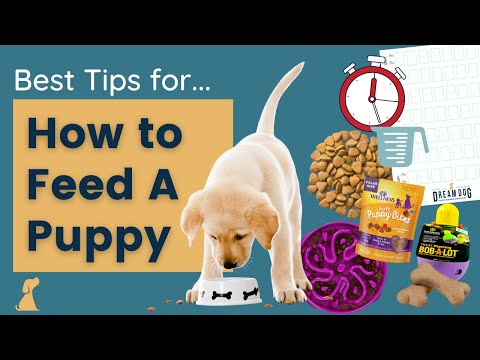 How to Feed A Puppy