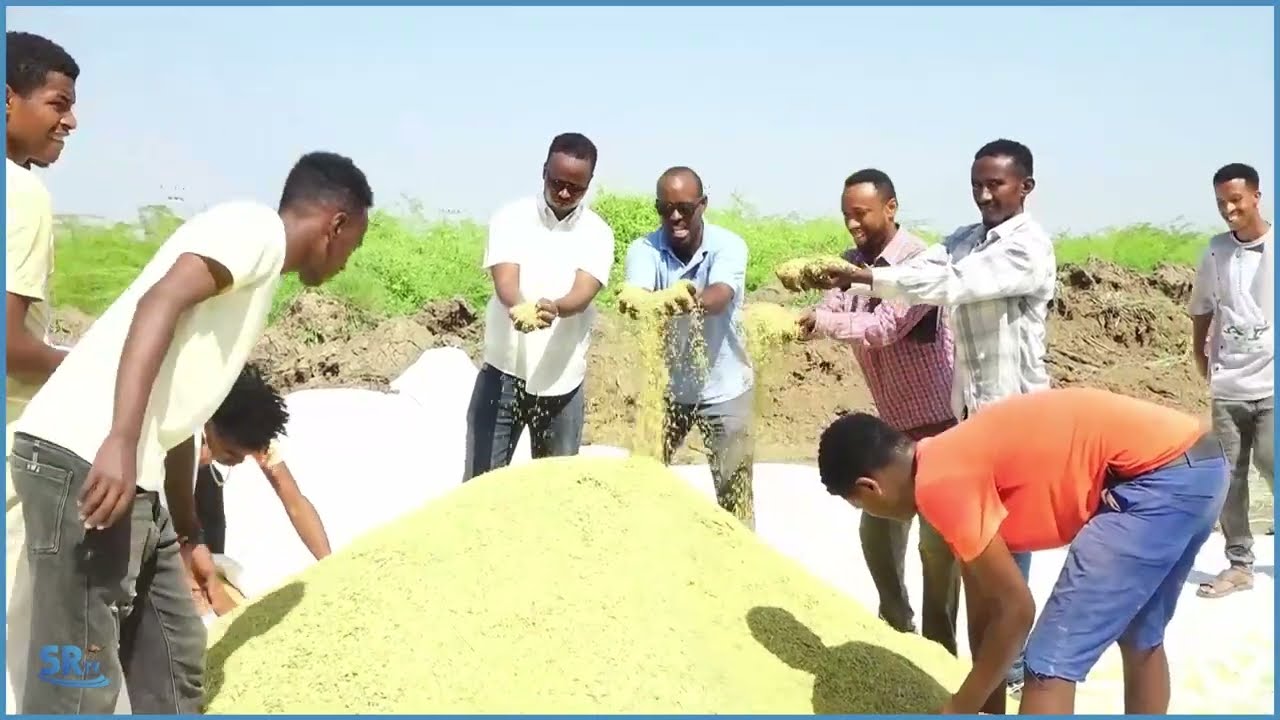 Warbixin:Maxaad ka ogtahay dalagii tijaabada ahaa ee bariiska ee ka soo go'ay tuulada Gabi?