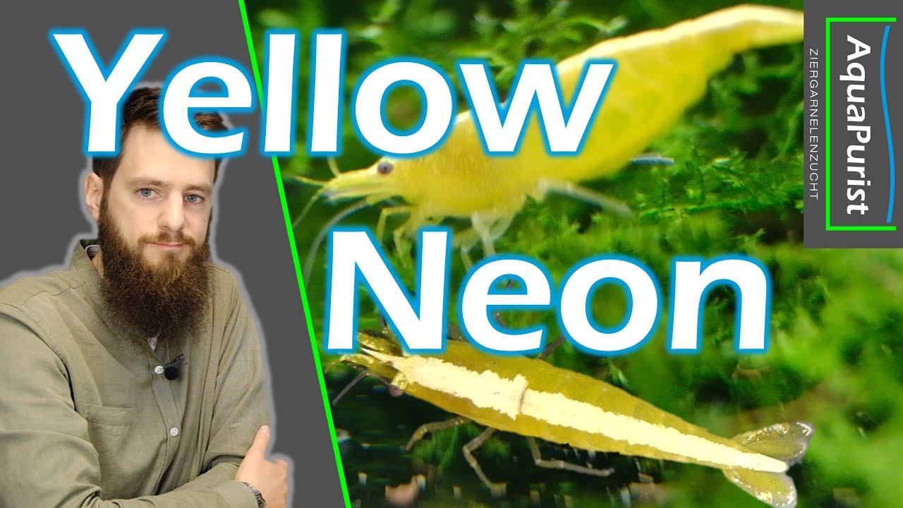 Yellow Fire Neon Garnelen der AquaPurist-Linie