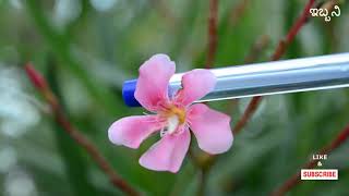 ಕಣಗಿಲೆ, Indian Oleander, Nerimu Indicum,