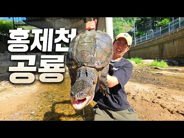 서울 홍제천에서 역대급 크기의 괴물이 잡혔습니다 ㄷㄷ 이건 누가 버렸냐!!