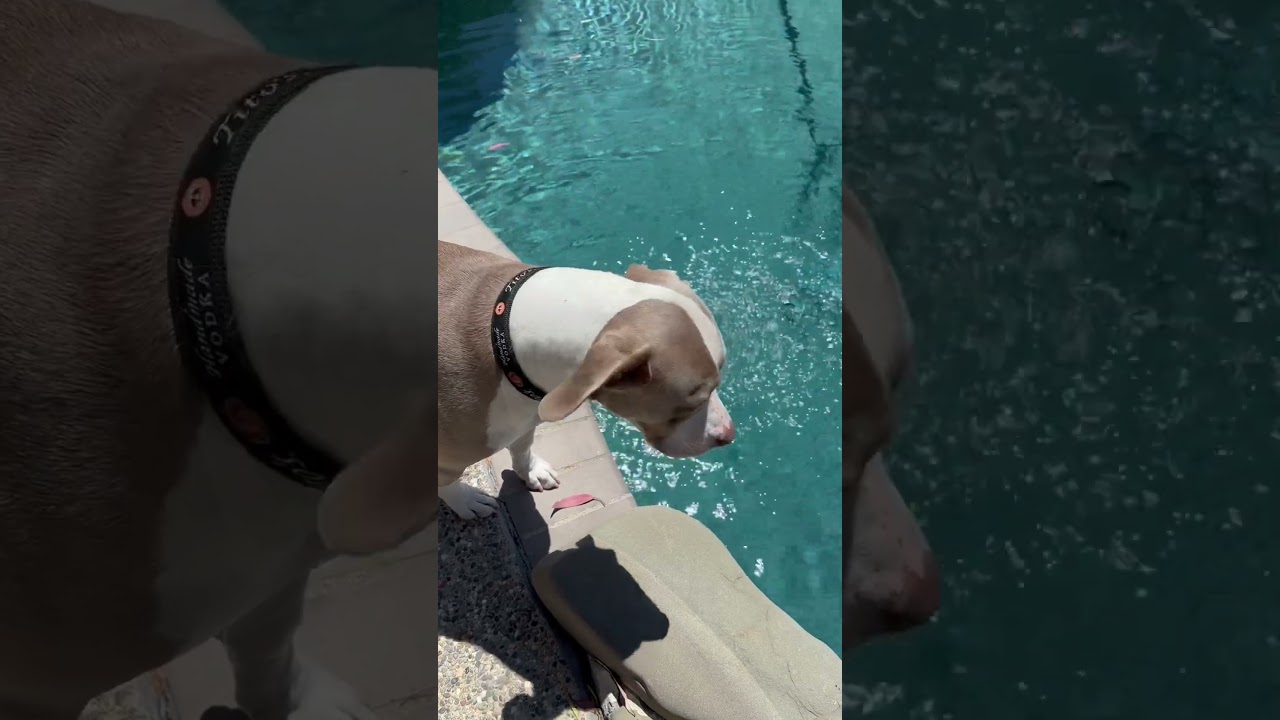 Chewy Blue💙May 17, 2024