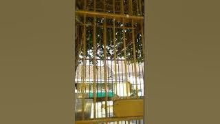 Tralis isian kenari..pleci...ketheran...glathik