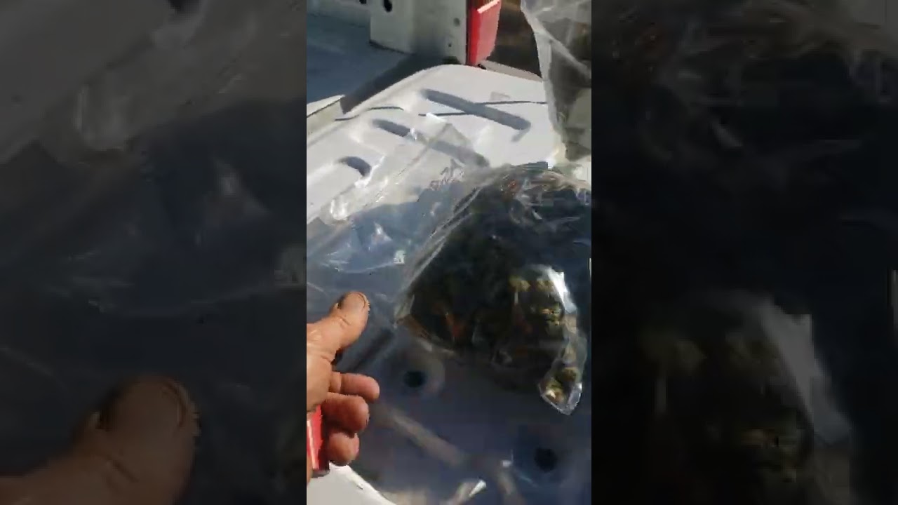 BC....weed, fire Blue Cheese, Purple God...top shelf,...cheap b's for daze...grow lol not 😝🤟💯💥🍻