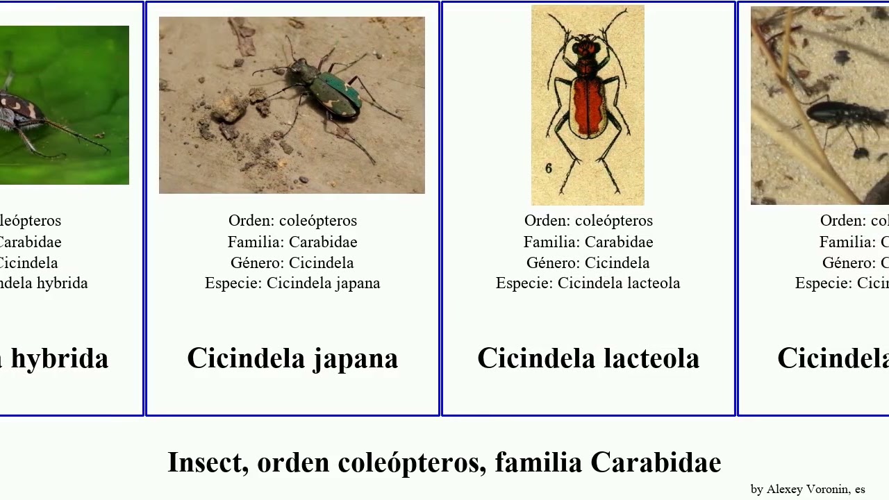 Insect, orden coleópteros, familia Carabidae cicindela bembidion carabus pterostichus calosoma