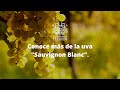 Conoce más de la uva "Sauvignon Blanc".