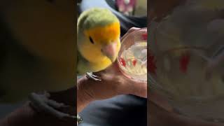 My Pet Bird Is Thirsty
