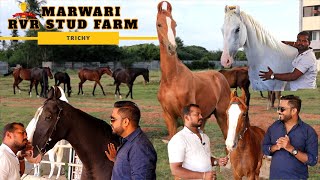 திருச்சியிலிருந்து ராஜஸ்தான் வரை அசத்தும்  RVR farm Marwari horses Trichy | Part 1 | EP 93