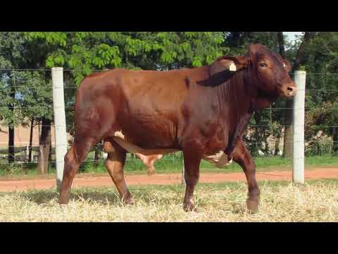 LOTE 37   24º  LEILÃO ESTÂNCIA BELA VISTA   TOURINHO GIROLANDO RED